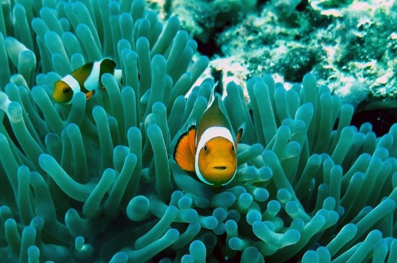 clownfisch-meeresschutz-sonnencreme-korallen-ray-aucott-a6iEo5bdVUU-unsplash