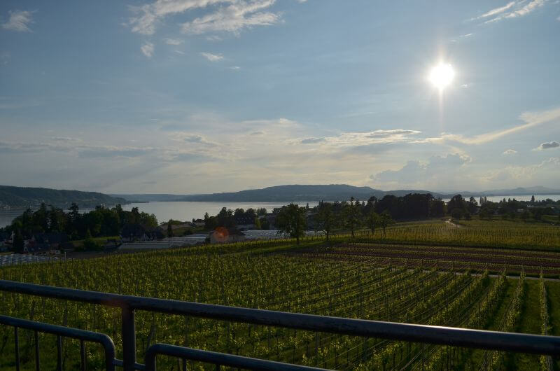 Blick-von-der-Reichenau-auf-den-Bodensee