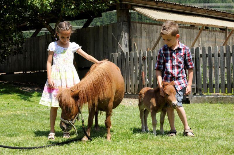 zwergpony-Chaletdorf-feriendorf-schwimmteich-kaernten-landgut-moserhof-urlaub-bauernhof-mit-kindern-familienurlaub-oesterreich