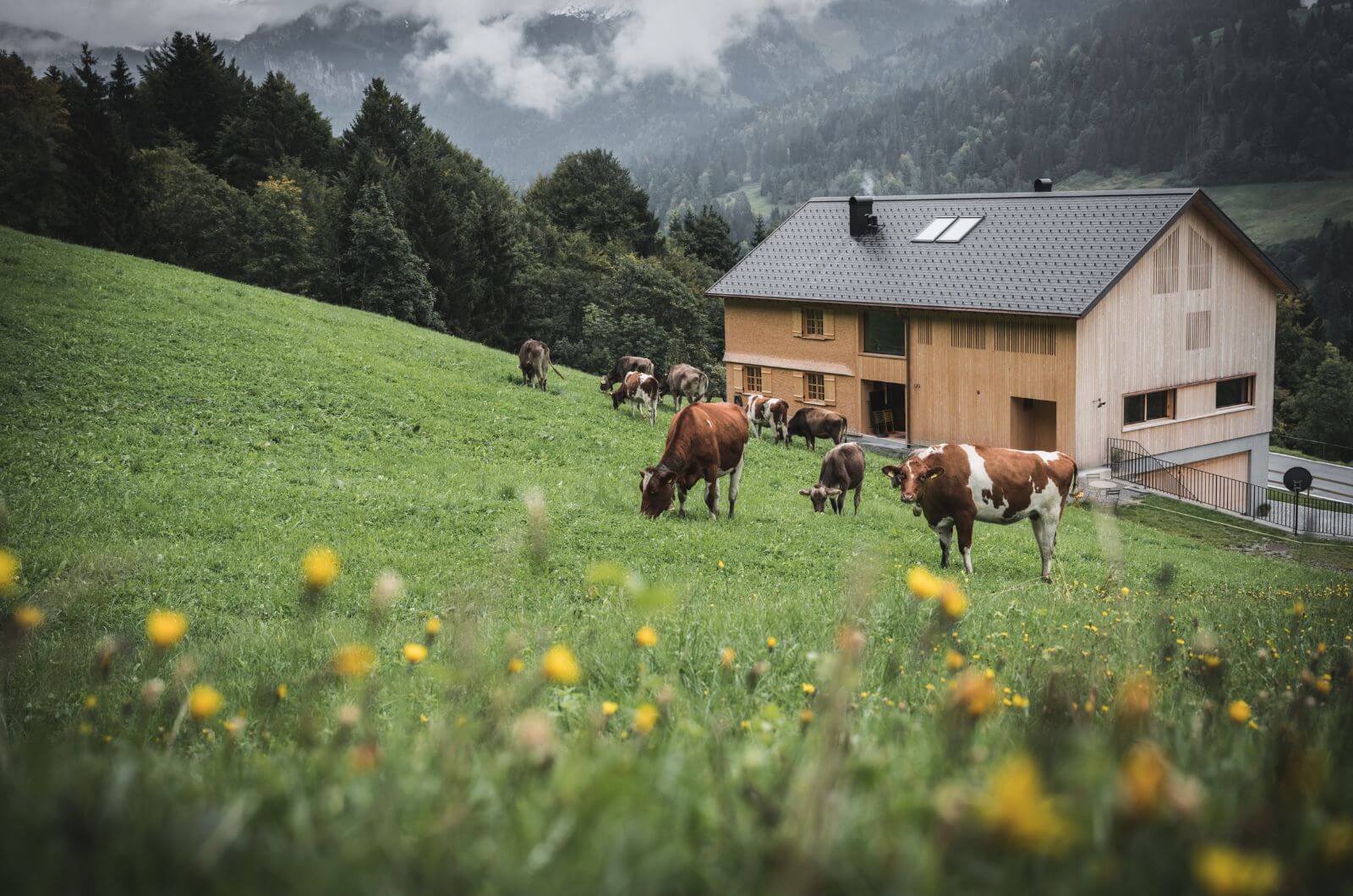 Kuhweide-Ferienwohnung-Ferienhaus-Holzhaus-idylle-Sauna-Wellness-Urlaub-mit-Kind-Nachhaltig-Oesterreich-Bregenzerwald-Halwina-Hideaway
