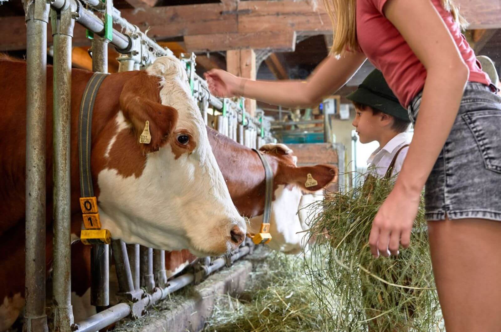 Kuhstall-Moderner-Berg-Bauernhof-Urlaub-mit-Kindern-Baby-Hoftiere-Alpen-Oesterreich-Ferienwohnung-Bergldoge-Grossarl