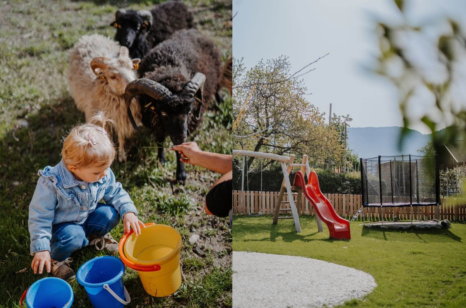 Schafe-Bio-Bauernhof-mit-Pool-Urlaub-Bauernhof-mit-Kindern-Suedtirol-Stollhof-Algund-Apfelhof-Spielplatz-Ferienwohnungen-4-6-Personen